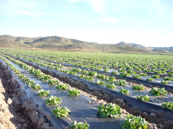 Mulching OxiBiodegradable